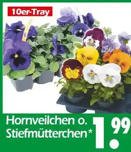 Wreesmann Hornveilchen Angebot