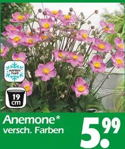 Wreesmann Anemone Angebot