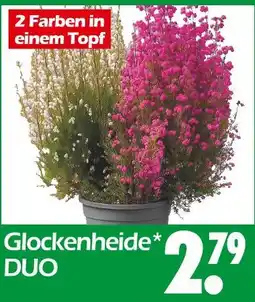 Wreesmann Glockenheide duo Angebot
