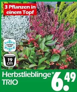 Wreesmann Herbstlieblinge trio Angebot
