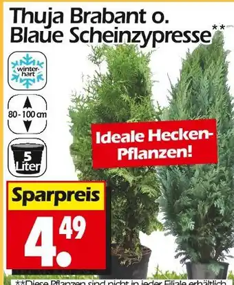 Wreesmann Thuja brabant Angebot