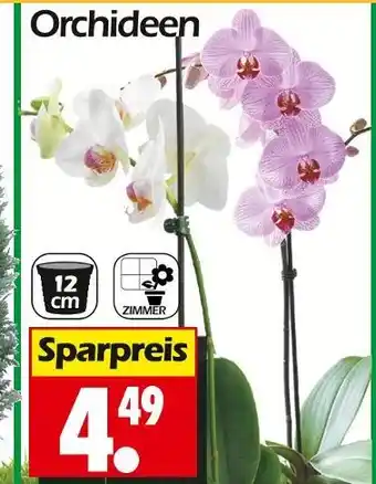 Wreesmann Orchideen Angebot