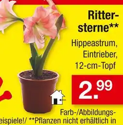 Zimmermann Rittersterne Angebot