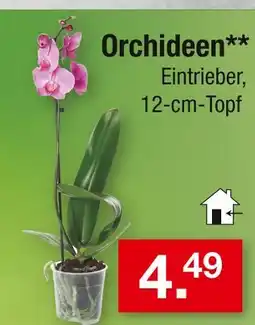 Zimmermann Orchideen Angebot