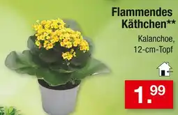 Zimmermann Flammendes käthchen Angebot