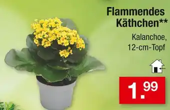 Zimmermann Flammendes käthchen Angebot