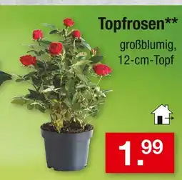 Zimmermann Topfrosen Angebot