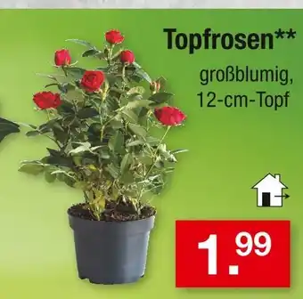 Zimmermann Topfrosen Angebot