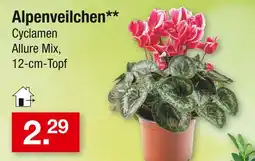 Zimmermann Alpenveilchen Angebot