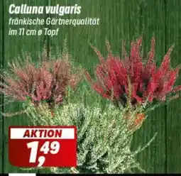 Simmel Calluna vulgaris Angebot