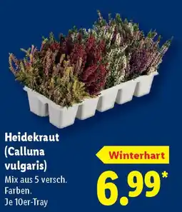 Lidl Heidekraut (Calluna vulgaris) Angebot