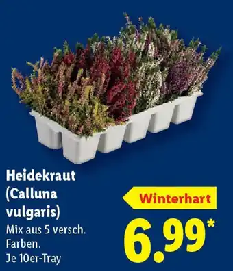 Lidl Heidekraut (Calluna vulgaris) Angebot