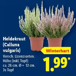 Lidl Heidekraut (Calluna vulgaris) Angebot