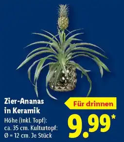 Lidl Zier-Ananas in Keramik Angebot
