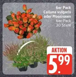 Edeka 6er Pack Calluna vulgaris oder Moosrosen Angebot
