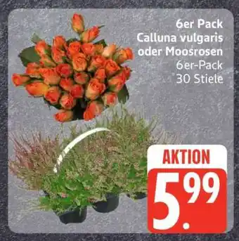 Edeka 6er Pack Calluna vulgaris oder Moosrosen Angebot