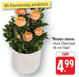 Edeka Rosen mono Angebot