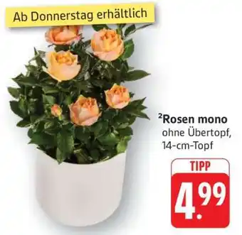 Edeka Rosen mono Angebot