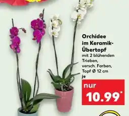 Kaufland Orchidee im Keramik- Übertopf Angebot