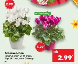 Kaufland Alpenveilchen Angebot