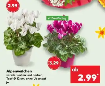 Kaufland Alpenveilchen Angebot