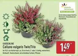 Aldi Nord Calluna vulgaris Twin/Trio Angebot