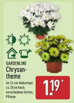 Aldi Nord GARDENLINE Chrysantheme Angebot