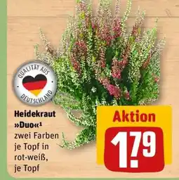 REWE Heidekraut Duo Angebot
