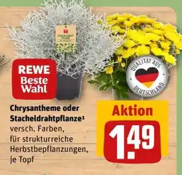 REWE Chrysantheme oder Stacheldrahtpflanze Angebot