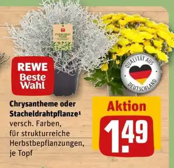 REWE Chrysantheme oder Stacheldrahtpflanze Angebot