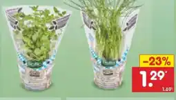 Netto Marken-Discount BioBio Bio-Kräutertöpfe Angebot