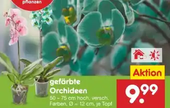 Netto Marken-Discount Orchideen Angebot
