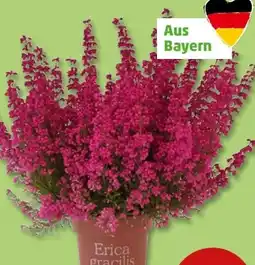 PENNY Glockenheide Angebot