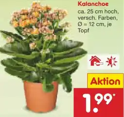 Netto Marken-Discount Kalanchoe Angebot