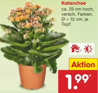 Netto Marken-Discount Kalanchoe Angebot