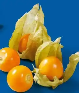 Lidl Physalis Angebot