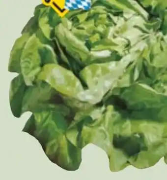 Edeka Xpress Kopfsalat Angebot