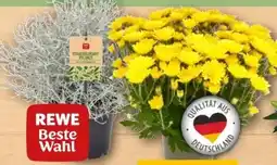REWE Center Rewe Beste Wahl Chrysanthemen Angebot