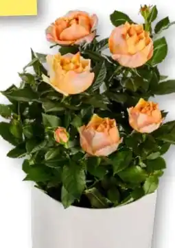 Edeka Pflanzen Rosen Mono Angebot