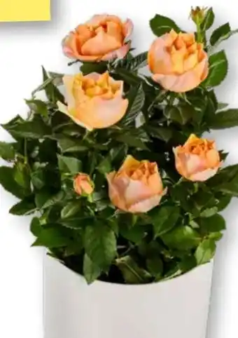 Edeka Pflanzen Rosen Mono Angebot
