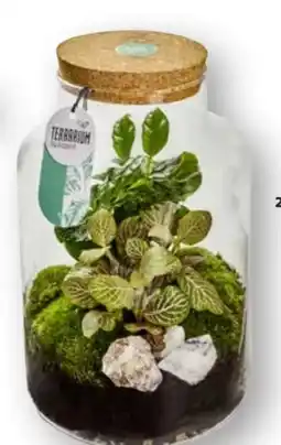Edeka Deko-Glas Terrarium Angebot