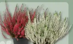 REWE Center Calluna Beauty Ladies Angebot