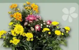 REWE Center Chrysanthemen Angebot
