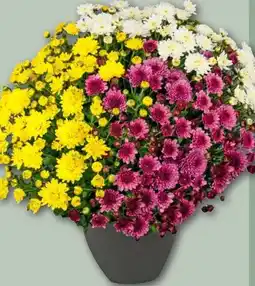 REWE Center Chrysanthemenbusch Trio Angebot