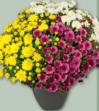 REWE Center Chrysanthemenbusch Trio Angebot