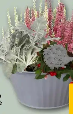 REWE Center Herbstlich bepflanzter Schale Angebot