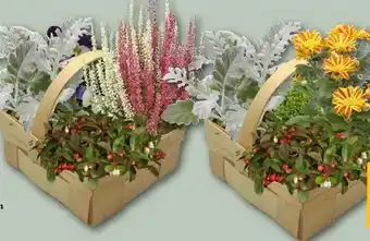 REWE Center Herbstlich bepflanzter Spankorb Angebot