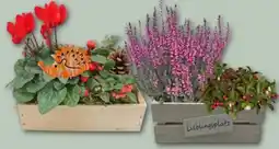 REWE Center Kasten mit herbstlicher Bepflanzung Angebot