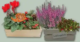 REWE Center Kasten mit herbstlicher Bepflanzung Angebot