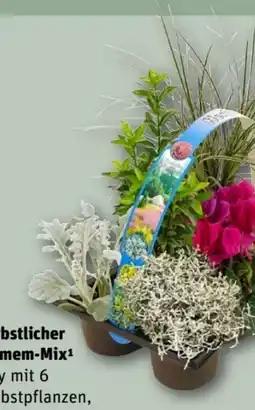 REWE Center Herbstlicher Blumem-Mix Angebot
